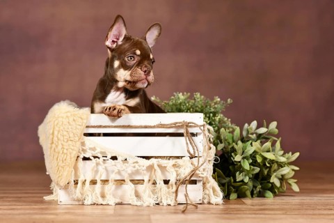 New Schade Mocca Orange Tan colored French Bulldog puppy in box with boho decor in front of brown