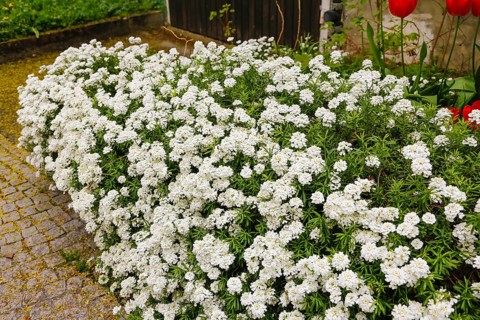 Gönningen tulip blossom, bow flower (Iberis), white flowers, spring bloomer, ground cover,