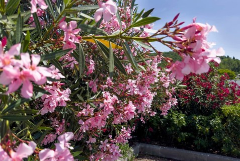 Flowering oleander (Nerium oleander), Italy, Europe