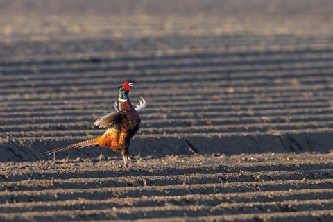 Common pheasant, ring-necked pheasant (Phasianus colchicus) male, cock flapping wings on potato