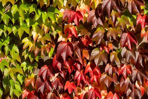 Discolouring leaves of Wild Vine (Vitis vinifera subsp. sylvestris), Münsterland, North