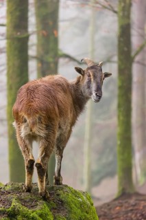 A female Himalayan Tahr (Hemitragus jemlahicus) stands in the forest on a foggy day
