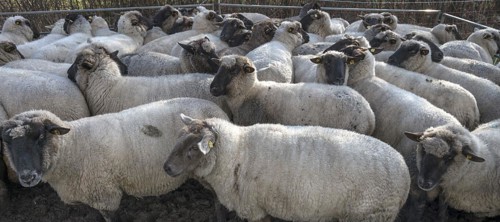 Crowded black-headed domestic sheep (Ovis gmelini aries) in a pen, Mecklenburg-Western Pomerania,
