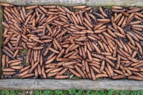 Pool filled with spruce cones (Picea) in the Experience Field of the Senses, Doos, Upper Franconia,