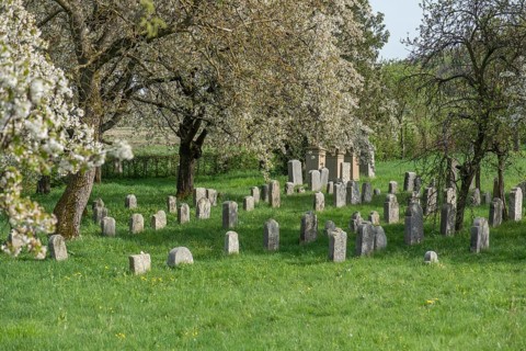 Flowering cherry trees (Prunus avium) in the Jewish cemetery, laid out in 1734, last burial in