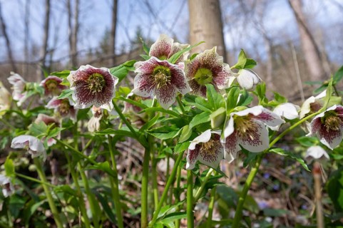 Oriental hellebore (Helleborus orientalis), Bavaria, Germany, Europe