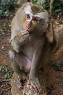 Monkey in the temple Wat Sok Tham, macaque, mammal, gazing, wild, free-living, tropical, tropics,
