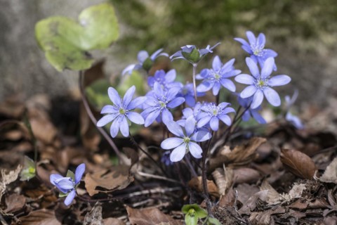 Liverwort (Hepatica nobilis), North Rhine-Westphalia, Germany, Europe