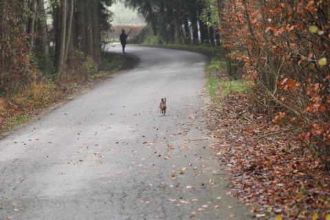 European hare (Lepus europaeus) running on asphalt road, shot by hunter in the background not