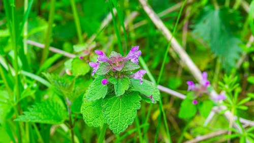 A red deadnettle (Lamium purpureum), close-up, nature photograph, landscape format, Pflenze,