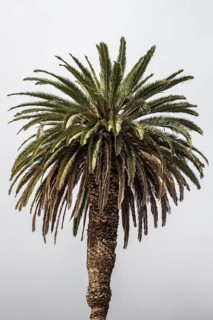 Canary Island date palm (Phoenix canariensis), Lanzarote, Canary Islands, Spain, Europe