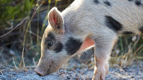 A piglet sniffing the ground along a path, farm animals, Mani Peninsula, Peloponnese, Greece,