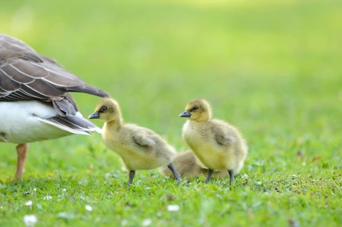 Close-up of Greylag Goose (Anser anser) chicks on a medow in spring