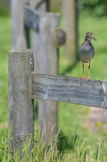 Common redshank (Tringa totanus) sitting on a fence, Hallig Hooge, Wadden Sea, Schleswig-Holstein,