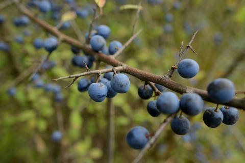 Branch with blue berries, Blackthorn (Prunus spinosa), Bavaria