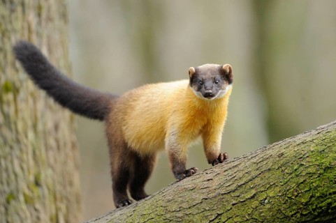 Yellow-throated marten (Martes flavigula) in a forest, captive
