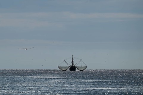 Crab cutter, seagulls, North Frisia, Schleswig-Holstein, Germany, Europe