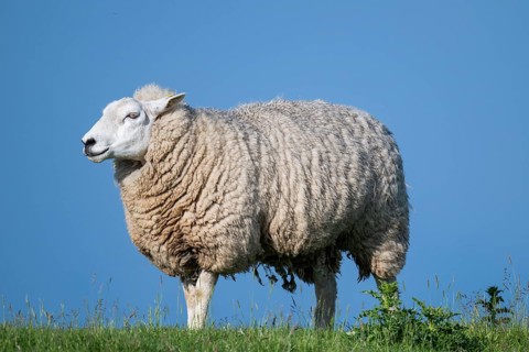 Sheep on the dyke, Hauke-Haien-Koog, North Frisia, Schleswig-Holstein, Germany, Europe