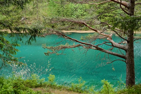 A tree with overhanging branches on the shore of a lake with clear water and dense forest in the