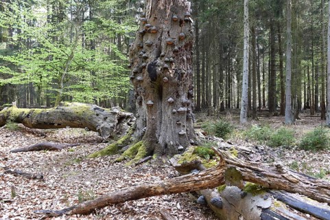 Old beech tree with tinder fungi, Darß, Mecklenburg-Vorpommern, Germany, Europe