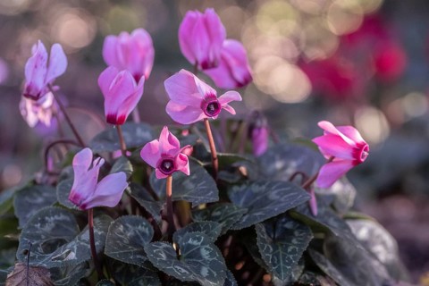 Cyclamen hederifolium or Neapolitan cyclamen (Cyclamen hederifolium), Emsland, Lower Saxony,
