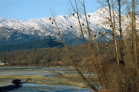 Bald eagle (Haliaeetus leucocephalus), clusters of eagles hunting for salmon, Chilkat River near