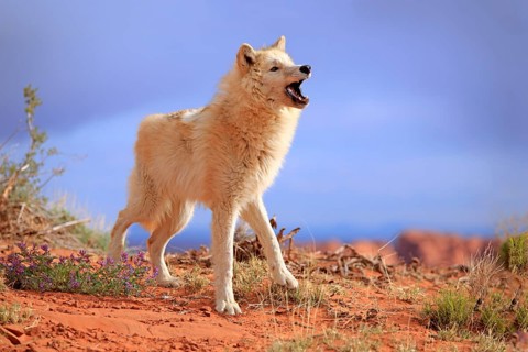 Wolf, (Canis lupus), adult, howling, Monument Valley, Utah, USA, North America