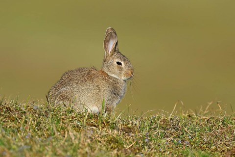 Wild rabbit (Oryctolagus cuniculus), sitting on a meadow, Texel, West Frisian Islands, province of