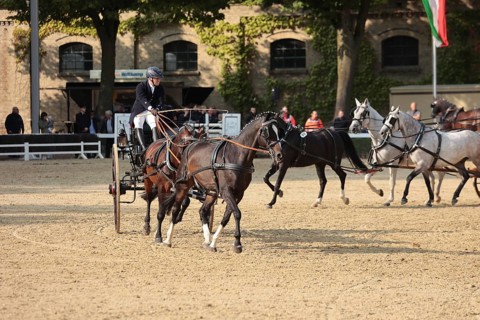 Warendorf State Stud, Stallion Parade, Various harnesses