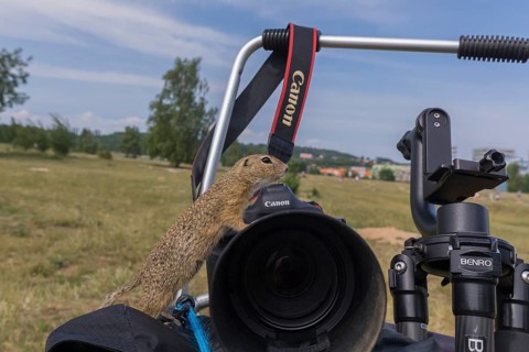 One European ground squirrel (Spermophilus citellus) or European souslik conquering the photo