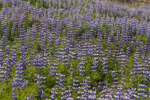 Nootka lupine, Lupinus nootkatensis, covering large areas in iceland to stop erosion. Djupivogur,