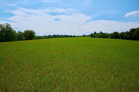 Cereal field with poppies (Papaver), trees and slightly overcast sky, summer, Valensole,