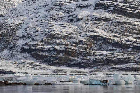 Spitsbergen Reindeer, Midtholmen Island, near Ny-Ålesund, Kongsfjord, Spitsbergen, Svalbard and Jan
