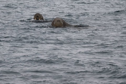 Swimming walrus (Odobenus rosmarus), walrus, Ardneset headland, Svalbard and Jan Mayen archipelago,