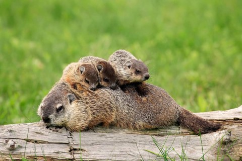 Woodchuck (Marmota monax), adult, young animals, mother with young animals, social behaviour,