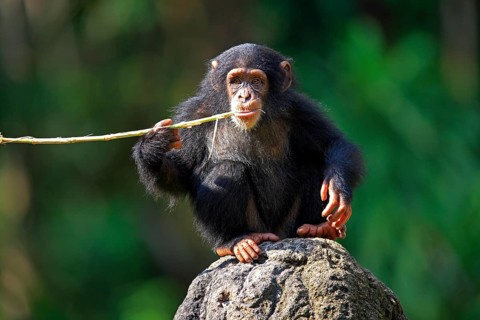 Chimpanzee (Pan troglodytes troglodytes), young animal, feeding, food intake
