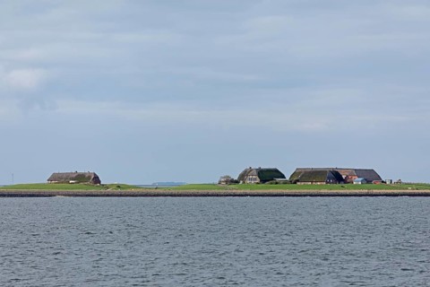Hallig Gröde, North Frisia, Schleswig-Holstein, Germany, Europe