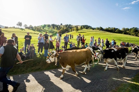 Alpine cattle drive, Münstertal, Southern Black Forest, Black Forest, Baden-Württemberg, Germany,