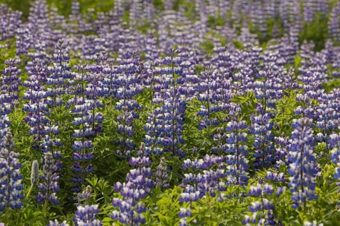 Nootka lupine, Lupinus nootkatensis, covering large areas in iceland to stop erosion. Djupivogur,