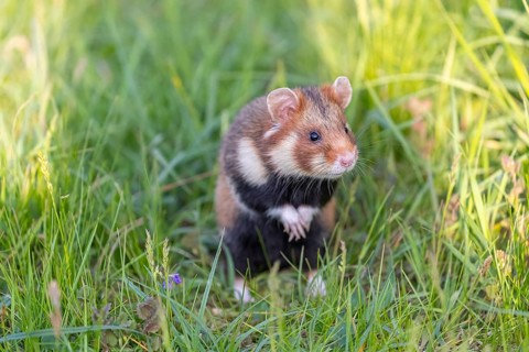 One European hamster (Cricetus cricetus), Eurasian hamster, black-bellied hamster or common