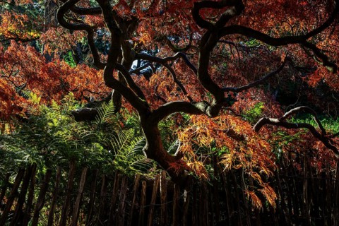 Fan maple (Acer palmatum), picket fence, autumn colours, backlight, Japanese Garden, Zoological