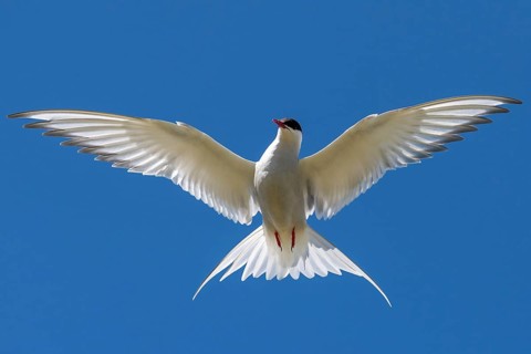Arctic tern (Sterna paradisaea) in flight, blue sky, Iceland, Europe
