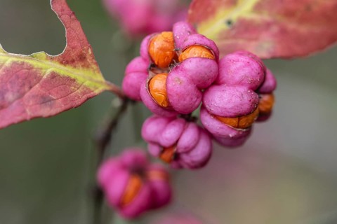 Peacock, spindle bush (Euonymus europaeus), fruit stand, Emsland, Lower Saxony, Germany, Europe