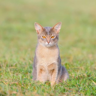 Burmese cat, Burmese, sitting in a meadow, short-haired breed of domestic cat, Altmühlsee,