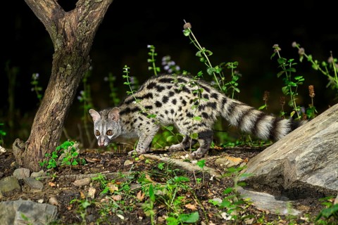 Common genet (Genetta genetta), wildlife in a forest, Montseny National Park, Catalonia, Spain,