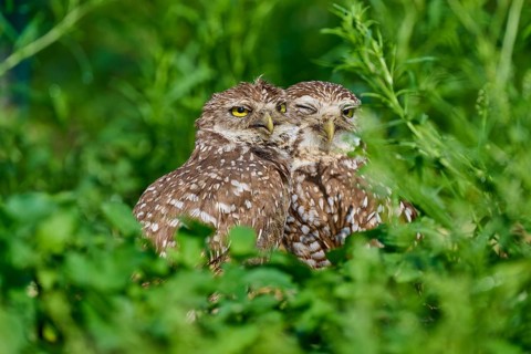 Two burrowing owls (Speotyto cunicularia) sitting together in the meadow and cuddling, Pembroke