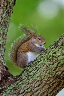 American grey squirrel (Sciurus carolinensis) sitting on a leafy branch on a tree, surrounded by