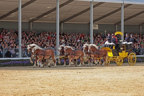 Warendorf State Stud, stallion parade, train of six, stagecoach