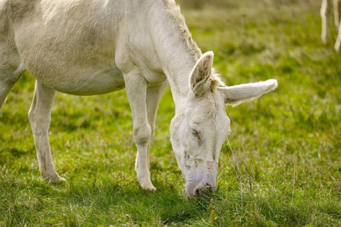 A white donkey, baroque donkey, grazing peacefully on a green pasture in natural surroundings, Lake