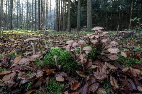 Armillaria polymyces (Armillaria ostoyae) in the forest, Emsland, Lower Saxony, Germany, Europe